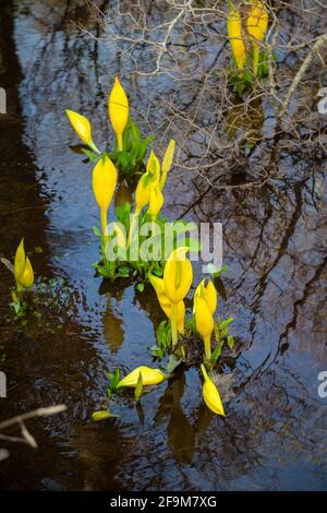 Die nicht native American Skunk Cabbage wächst in Schottland Stockfoto