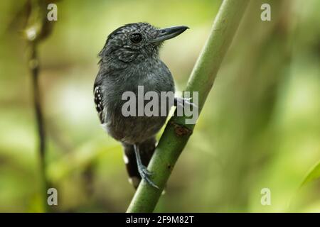 Schwarz - gekrönte Antshrike - Thamnophilus atrinucha Vogel in der Familie Thamnophilidae, aus Ecuador, Kolumbien, Venezuela, Mittelamerika als Stockfoto