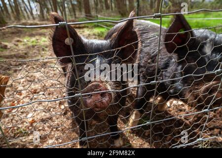 Porträt eines zwei neugierigen Schweins durch einen Hühnerdraht Zaun Stockfoto