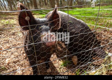 Porträt eines zwei neugierigen Schweins durch einen Hühnerdraht Zaun Stockfoto