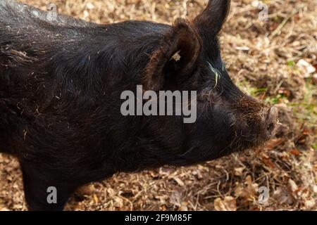 Porträt einer schwarzen behaarten Schweineseite auf Stockfoto