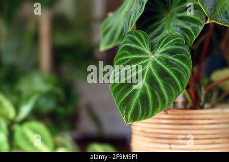 Nahaufnahme der topischen 'Philodendron Verrucosum' Zimmerpflanze mit dunkelgrün Samtige Blätter im Blumentopf geädert Stockfoto