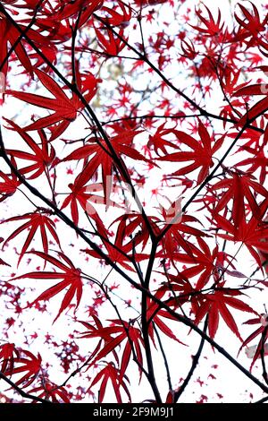 Acer palmatum ‘Fireflow’ Japanese Maple Fireflow – tiefrote, transparente, weit auseinander liegende Blätter, April, England, Großbritannien Stockfoto