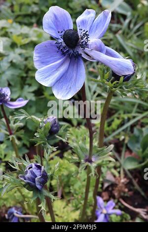 Anemone coronaria ‘Harmony Series Blue’ (Harmony Series) Mohnanemone – violett blaue Blume mit schwarzem Zentrum, umgeben von Krone aus Staubgefäßen, April, Stockfoto