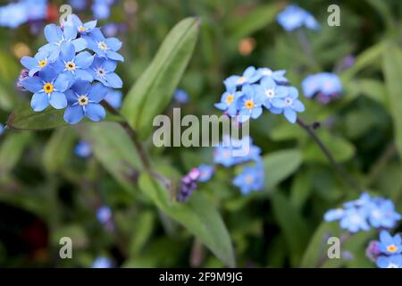 Myosotis sylvatica Blue Wood Forget-Me-nots - sternförmige blaue Blüten mit gelben und weißen Zentren, April, England, Großbritannien Stockfoto