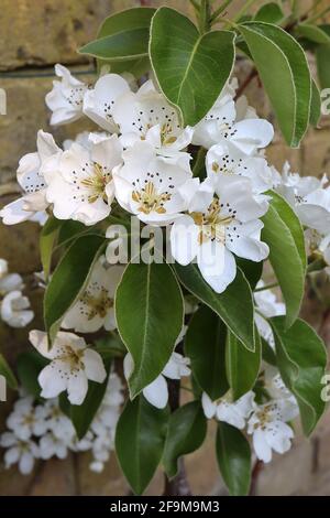 Pyrus pyraster Wildbirnenblüte – weiße, schalenförmige Blüten mit roten Anthern, frische, grüne Ovateblätter, April, England, Großbritannien Stockfoto