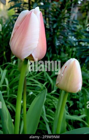 Tulipa ‘Apricot Pride’ Darwin Hybrid 4 Apricot Pride Tulpe – rosafarbene Blüten mit weichen Aprikosenrändern und zentraler Aprikosenflamme, zartes Grün, Stockfoto