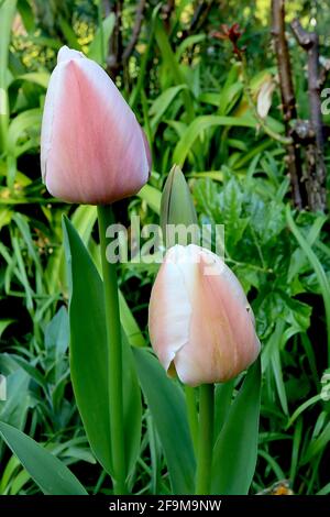 Tulipa ‘Apricot Pride’ Darwin Hybrid 4 Apricot Pride Tulpe – rosafarbene Blüten mit weichen Aprikosenrändern und zentraler Aprikosenflamme, zartes Grün, Stockfoto