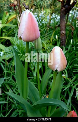 Tulipa ‘Apricot Pride’ Darwin Hybrid 4 Apricot Pride Tulpe – rosafarbene Blüten mit weichen Aprikosenrändern und zentraler Aprikosenflamme, zartes Grün, Stockfoto