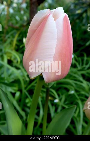 Tulipa ‘Apricot Pride’ Darwin Hybrid 4 Apricot Pride Tulpe – rosafarbene Blüten mit weichen Aprikosenrändern und zentraler Aprikosenflamme, zartes Grün, Stockfoto