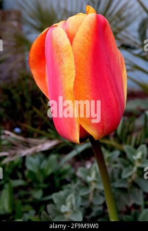 Tulipa ‘Kings Orange’ Triumph Tulpe 3 Kings Orange Tulpe – korallenrote Blüten, orange gelbe Ränder, April, England, Großbritannien Stockfoto