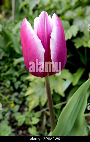 Tulipa ‘Chansonette’ Triumph Tulpe 3 Chansonette Tulpe - tiefviolett rote Blüten, breite weiße Ränder, lila Stamm, April, England, VEREINIGTES KÖNIGREICH Stockfoto