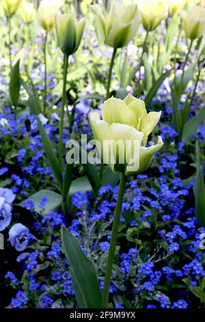 Tulipa ‘Spring Green’ Viridiflora 8 Frühlingsgrüne Tulpe - cremefarbene Blüten, lebendige grüne Flamme, April, England, Großbritannien Stockfoto