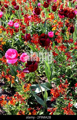 Tulipa / Tulip ‘Don Quichotte’ Triumph Tulip 3 Tulipa / Tulip ‘Queen of Night’ Single Ende 5. April, England, Großbritannien Stockfoto