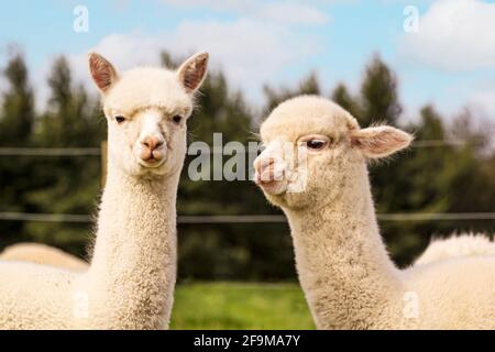 Zwei junge Alpakas auf dem Bauernhof. Stockfoto