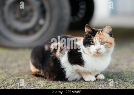 Die Katze sitzt auf dem Hintergrund eines Autorads Stockfoto