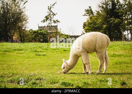 Junge weiße Alpaka auf dem alten Bauernhof Stockfoto