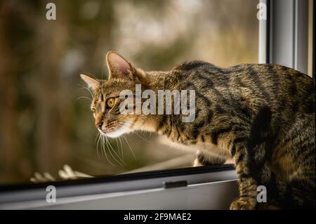 Porträt einer jungen europäischen Kurzhaarkatze Stockfoto