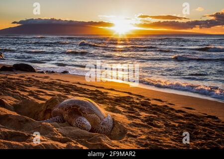 Hawaiianische grüne Meeresschildkröte schläft am Sandstrand, während die Sonne über dem Ozean dahinter untergeht. Stockfoto