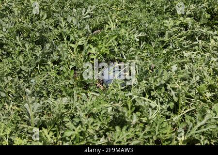 Bio-Wassermelonen auf einem grünen Melonenfeld. Stockfoto