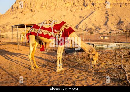 Dromedarkamel (Camelus dromedarius), bedeckt mit roter Decke, fressen trockenes Laub auf einer Farm in Sharjah, Vereinigte Arabische Emirate, mit felsigen Bergen in Stockfoto