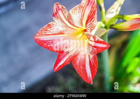 Amaryllis Flammender Pfau, Lilie, Lilie, Rot und Weiß Doppelter Amaryllis, Amaryllis Bulbs, Amaryllis Flowers Amaryllis Plants, Flammender Amaryllis Pfau, Flowers, Pink, Striped, Blütenblätter, Zimmerpflanze, Pflanze, Frühling ... ( Foto von Luis Gutierrez / Norte Photo) Amaryllis Flaming Peacock,Lilium, lirio, Amarilis Doble roja y blanca, Amaryllis Bulbs, Amaryllis Flowers Amaryllis Plants, pavo real llameante de la amarilis, las flores, Rosa, a rayas, pétalos, planta de interior, planta, primavera ... (Foto von Luis Gutierrez / Norte Photo) Stockfoto