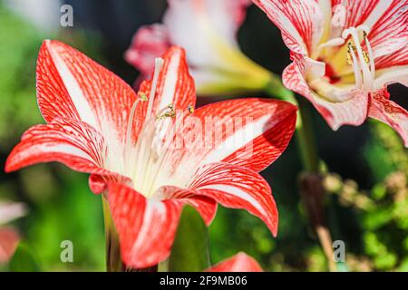 Amaryllis Flammender Pfau, Lilie, Lilie, Rot und Weiß Doppelter Amaryllis, Amaryllis Bulbs, Amaryllis Flowers Amaryllis Plants, Flammender Amaryllis Pfau, Flowers, Pink, Striped, Blütenblätter, Zimmerpflanze, Pflanze, Frühling ... ( Foto von Luis Gutierrez / Norte Photo) Amaryllis Flaming Peacock,Lilium, lirio, Amarilis Doble roja y blanca, Amaryllis Bulbs, Amaryllis Flowers Amaryllis Plants, pavo real llameante de la amarilis, las flores, Rosa, a rayas, pétalos, planta de interior, planta, primavera ... (Foto von Luis Gutierrez / Norte Photo) Stockfoto