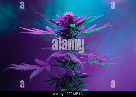 Lila Hanfpflanze. Künstlerischer Hintergrund von Marihuana. Medizinische Hanfpflanze in Neon buntes Mischlicht. Ein neuer Blick auf die landwirtschaftliche Cannabissorte Stockfoto