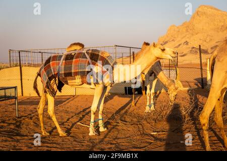 Dromedarkamele (Camelus dromedarius) Farm in den felsigen Haschar Bergen in Sharjah, Vereinigte Arabische Emirate, Kamele bedeckt mit Decken für die Nacht. Stockfoto