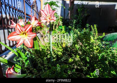 Amaryllis Flammender Pfau, Lilie, Lilie, Rot und Weiß Doppelter Amaryllis, Amaryllis Bulbs, Amaryllis Flowers Amaryllis Plants, Flammender Amaryllis Pfau, Flowers, Pink, Striped, Blütenblätter, Zimmerpflanze, Pflanze, Frühling ... ( Foto von Luis Gutierrez / Norte Photo) Amaryllis Flaming Peacock,Lilium, lirio, Amarilis Doble roja y blanca, Amaryllis Bulbs, Amaryllis Flowers Amaryllis Plants, pavo real llameante de la amarilis, las flores, Rosa, a rayas, pétalos, planta de interior, planta, primavera ... (Foto von Luis Gutierrez / Norte Photo) Stockfoto