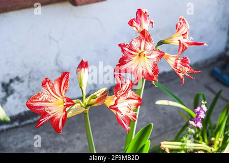 Amaryllis Flammender Pfau, Lilie, Lilie, Rot und Weiß Doppelter Amaryllis, Amaryllis Bulbs, Amaryllis Flowers Amaryllis Plants, Flammender Amaryllis Pfau, Flowers, Pink, Striped, Blütenblätter, Zimmerpflanze, Pflanze, Frühling ... ( Foto von Luis Gutierrez / Norte Photo) Amaryllis Flaming Peacock,Lilium, lirio, Amarilis Doble roja y blanca, Amaryllis Bulbs, Amaryllis Flowers Amaryllis Plants, pavo real llameante de la amarilis, las flores, Rosa, a rayas, pétalos, planta de interior, planta, primavera ... (Foto von Luis Gutierrez / Norte Photo) Stockfoto