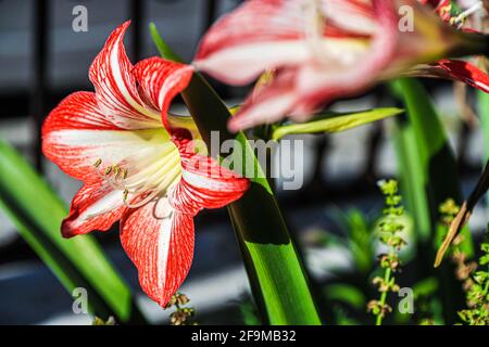 Amaryllis Flammender Pfau, Lilie, Lilie, Rot und Weiß Doppelter Amaryllis, Amaryllis Bulbs, Amaryllis Flowers Amaryllis Plants, Flammender Amaryllis Pfau, Flowers, Pink, Striped, Blütenblätter, Zimmerpflanze, Pflanze, Frühling ... ( Foto von Luis Gutierrez / Norte Photo) Amaryllis Flaming Peacock,Lilium, lirio, Amarilis Doble roja y blanca, Amaryllis Bulbs, Amaryllis Flowers Amaryllis Plants, pavo real llameante de la amarilis, las flores, Rosa, a rayas, pétalos, planta de interior, planta, primavera ... (Foto von Luis Gutierrez / Norte Photo) Stockfoto