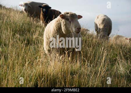 Grasende Schafe auf einer Alp im Tessiner Valle di Lodano Stockfoto