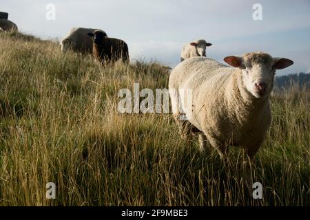 Grasende Schafe auf einer Alp im Tessiner Valle di Lodano Stockfoto