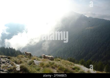 Grasende Schafe auf einer Alp im Tessiner Valle di Lodano Stockfoto