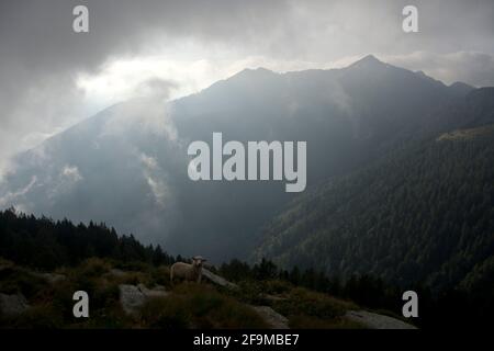 Grasende Schafe auf einer Alp im Tessiner Valle di Lodano Stockfoto