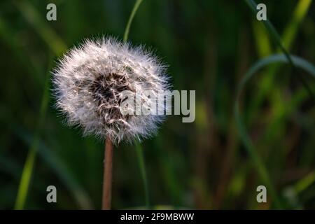 Löwinenblume (Taraxacum officinale) mit grünem Gras Hintergrund im Sommer, Nahaufnahme und selektiver Fokussierung Stockfoto