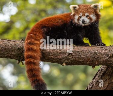 Der rote Panda ist etwas größer als eine Hauskatze mit einem bärenähnlichen Körper und dickem, rotbraunem Fell. Sie sind sehr geschickt und akrobatische Tiere, die Pre Stockfoto