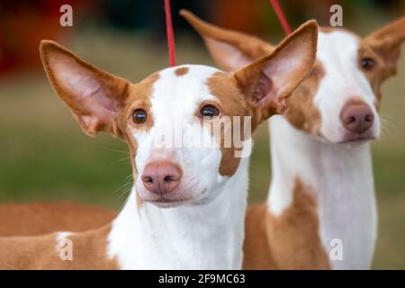 Ibizanische Hunde Stockfoto