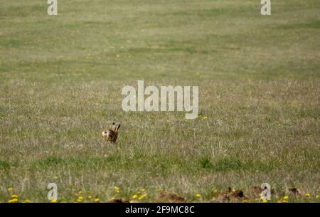 Mad March Hase im April und eine grüne Frühlingswiese Stockfoto