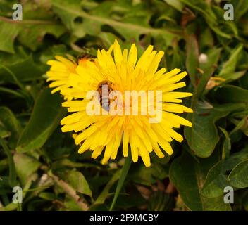 Eine Nahaufnahme einer einzelnen gelben Dandelionenblume mit Eine Biene darauf sammelt Pollen Stockfoto