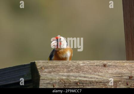 Nahaufnahme eines Goldfinkens, der auf dem Vogel speist Feeder Sonnenblume Herz Samen Stockfoto