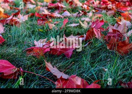 Gefallene Blätter im Gegensatz zum grünen Gras - Herbst in Zentralkanadas, WEITER Stockfoto