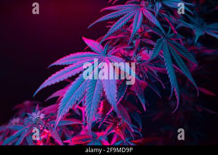 Cannabisblätter. Cannabis Marihuana Laub mit einem violett-rosa Farbton auf schwarzem Hintergrund. Großes Blatt Cannabispflanze in violettem Licht. Medizinischer Saum Stockfoto