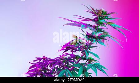 Schöne Cannabispflanze in lila gefärbtem LED-Licht. Langes Banner mit landwirtschaftlicher Marihuanapflanze. Neuer ästhetischer Look auf medizinische Sorte von Hanf. H Stockfoto