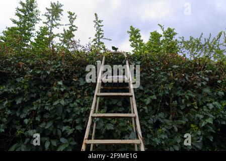 Eine Treppe, die auf einer Hecke ruht, symbolisiert die Überwindung von Barrieren, die ins Unbekannte führen Stockfoto