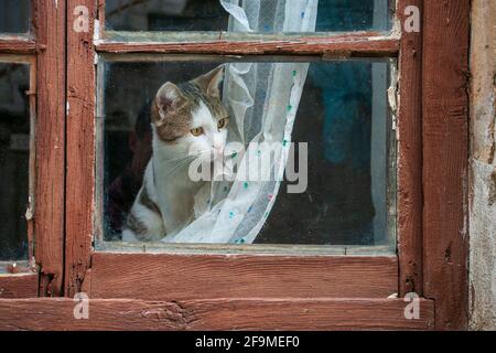 Katze schaut durch den Vorhang Stockfoto