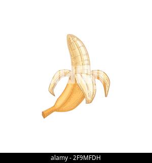 Ganze tropische reife Bananenfrucht mit geschälter Haut isoliert auf weißem Hintergrund. Handgezeichnete, realistische, frische gelbe Früchte. Farbige Vektordarstellung Stock Vektor