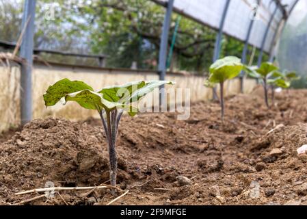 Eine Reihe frisch transplantierter Auberginen-Setzlinge im Gewächshaus Stockfoto