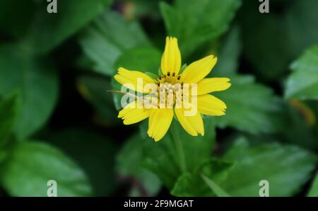 Eine Spinne spreizte ihre Hände, um ein Insekt zu fangen In einer gelben Blume sitzend Stockfoto